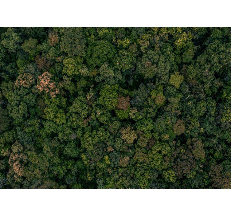 Aerial Forest View jungle wall mural - TenStickers