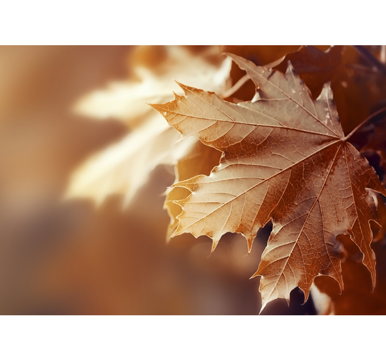 Autumn leaf photo wall mural - TenStickers