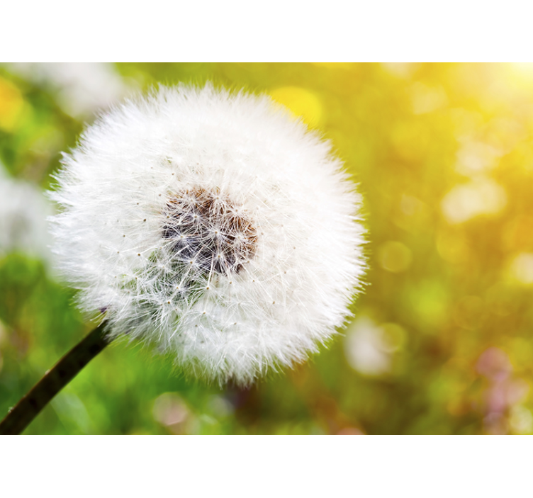 Dandelion in the sun Lion Teeth Wall Mural - TenStickers