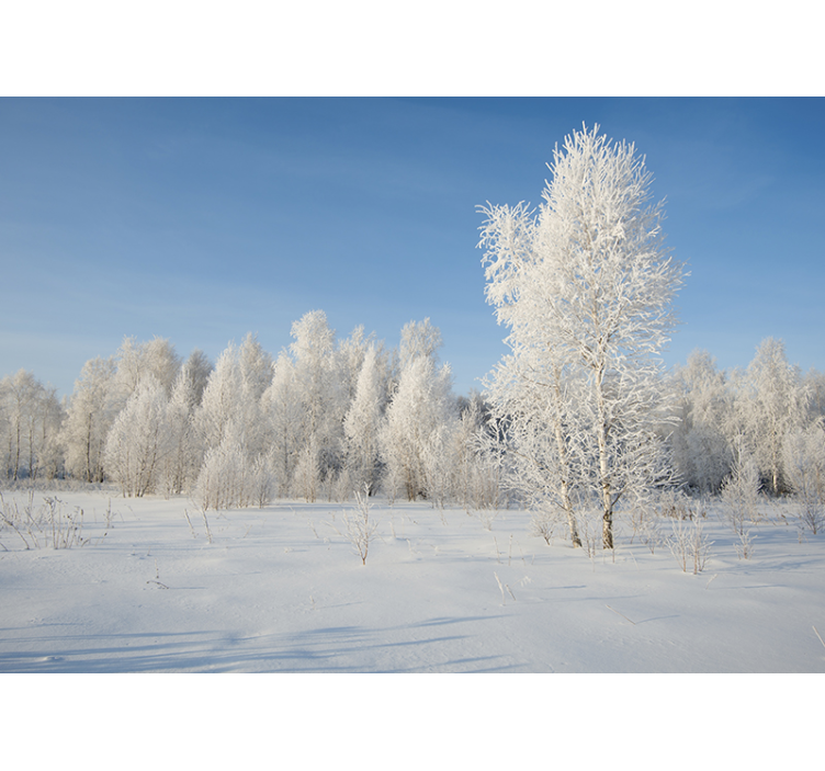 Winter trees coveredin snow Forest Wall Mural - TenStickers
