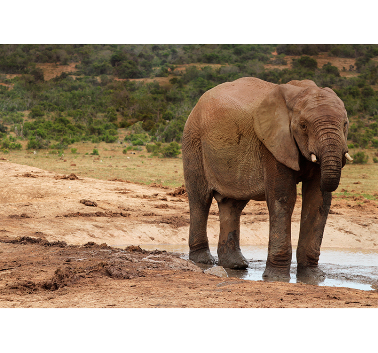 Elephant Encounter animals wall mural - TenStickers