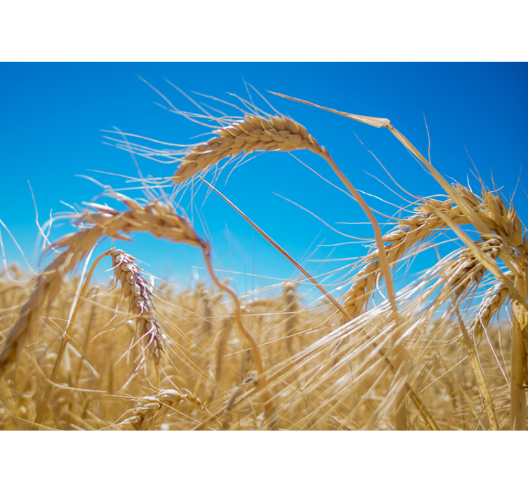 Wall mural nature wheat field landscape - TenStickers