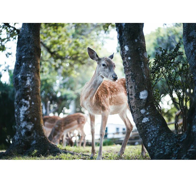Wild Deer nature wall mural - TenStickers
