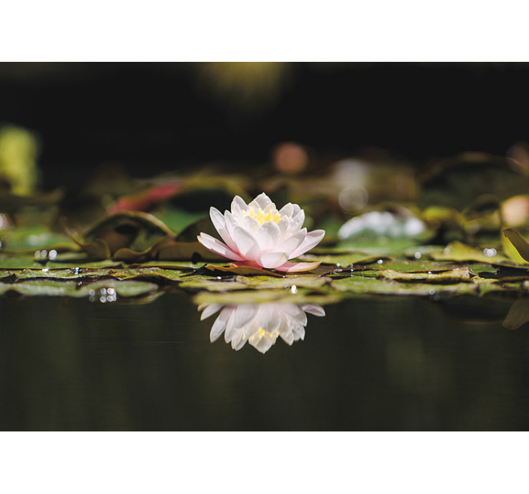 White Lotus Flower wall mural - TenStickers