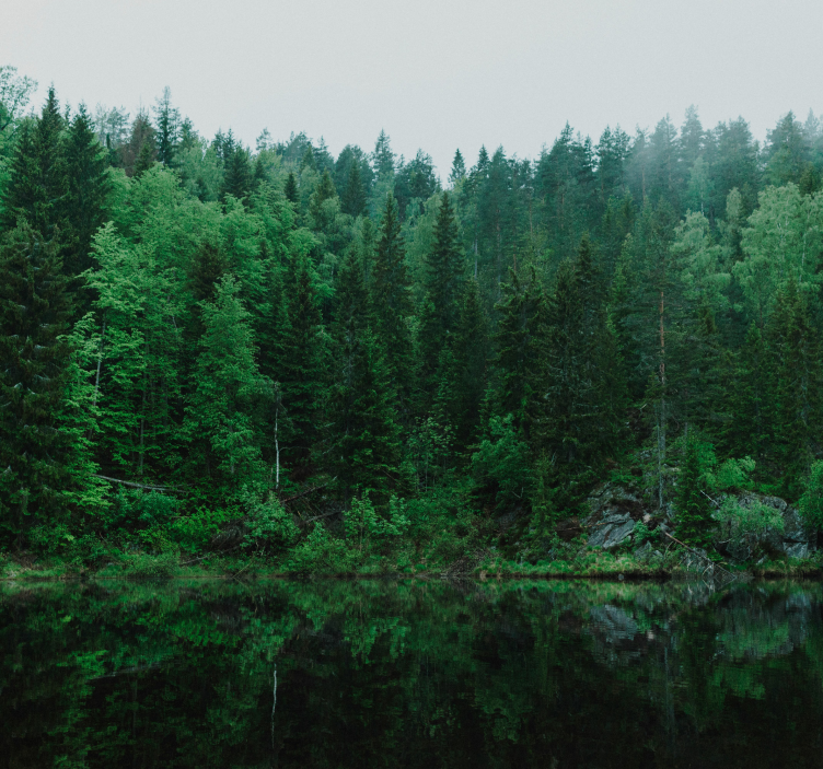 deep forest tree mural - TenStickers