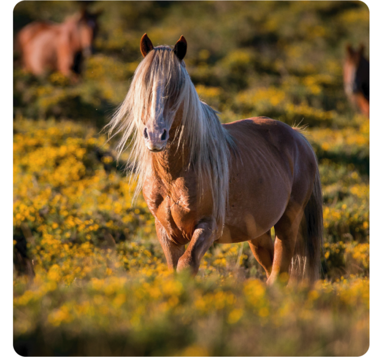 Modern coasters majestic horse in field - TenStickers