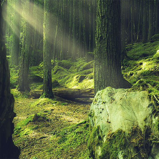 Living room poster of mossy rocks in the forest - TenStickers