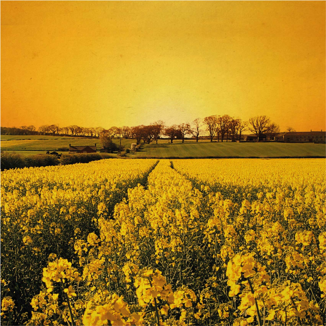 Living room poster yellow flower field - TenStickers