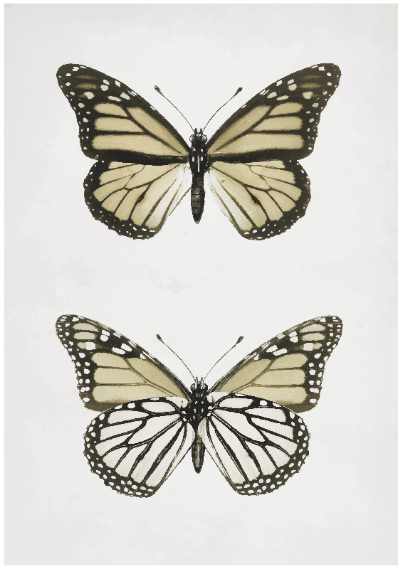 Vintage Butterfly living room poster - TenStickers