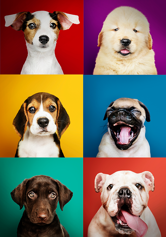 Dog puppy poster print design - TenStickers
