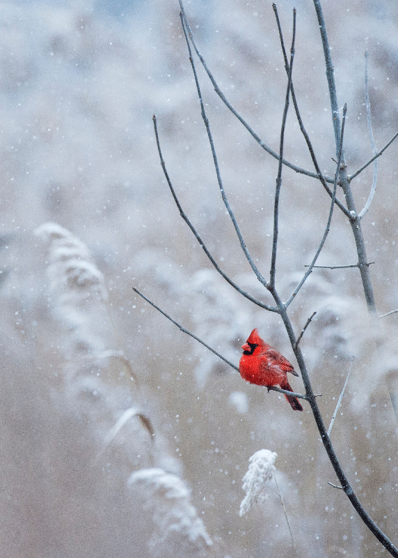 Christmas Bird poster print - TenStickers
