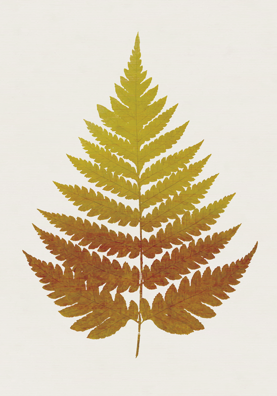 Golden Fern Leaf Golden Fern Leaf plant poster - TenStickers
