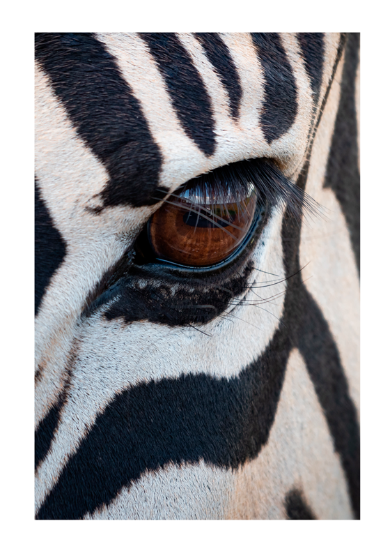 The stripes of the zebra animal poster - TenStickers