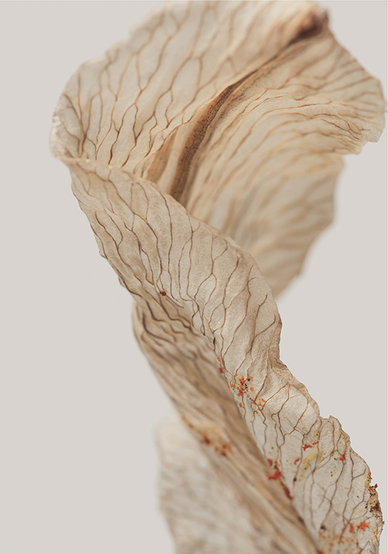 macro photo of a leaf minimalist poster - TenStickers