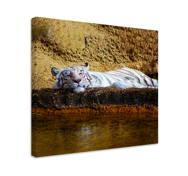 Animal canvas wall art sleeping white tiger - TenStickers