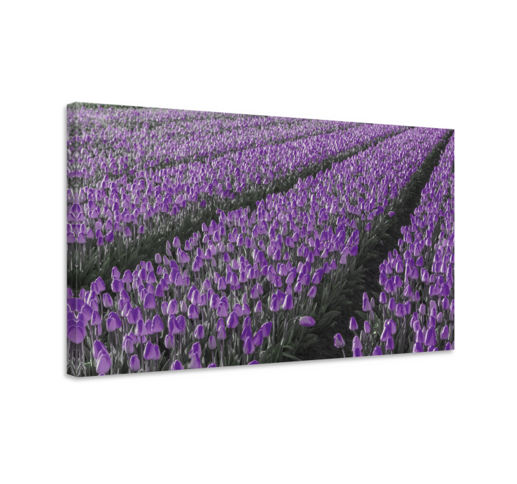 Flowers canvas purple tulip field - TenStickers