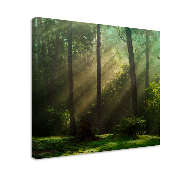 Tree canvas wall art radiant woodland landscape - TenStickers