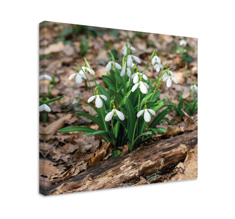 Flowers canvas snowdrop flowers blossom - TenStickers
