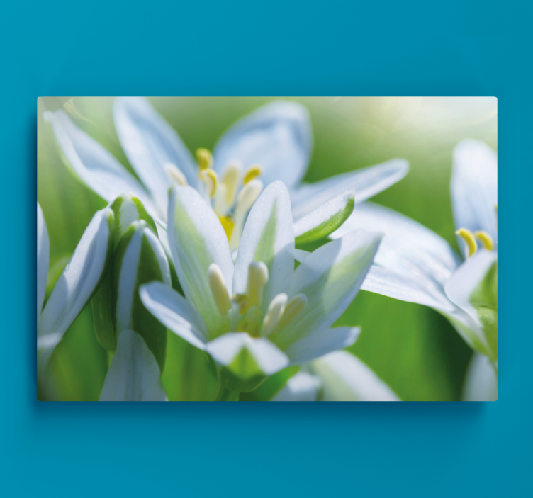 Meadow of magnificent  snowdrops flower canvas - TenStickers