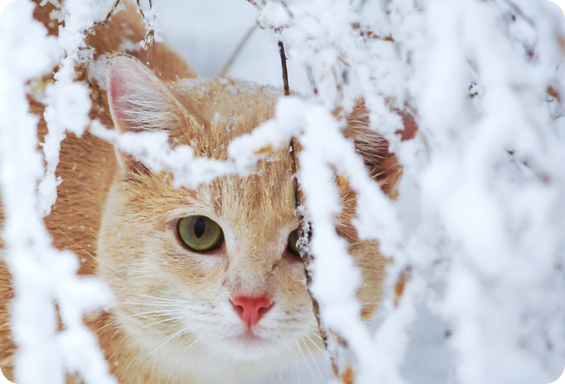 Animal vinyl rug featuring a cat with stalactite - TenStickers