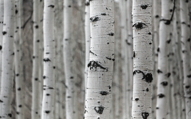 Floral vinyl rug birch forest landscape - TenStickers