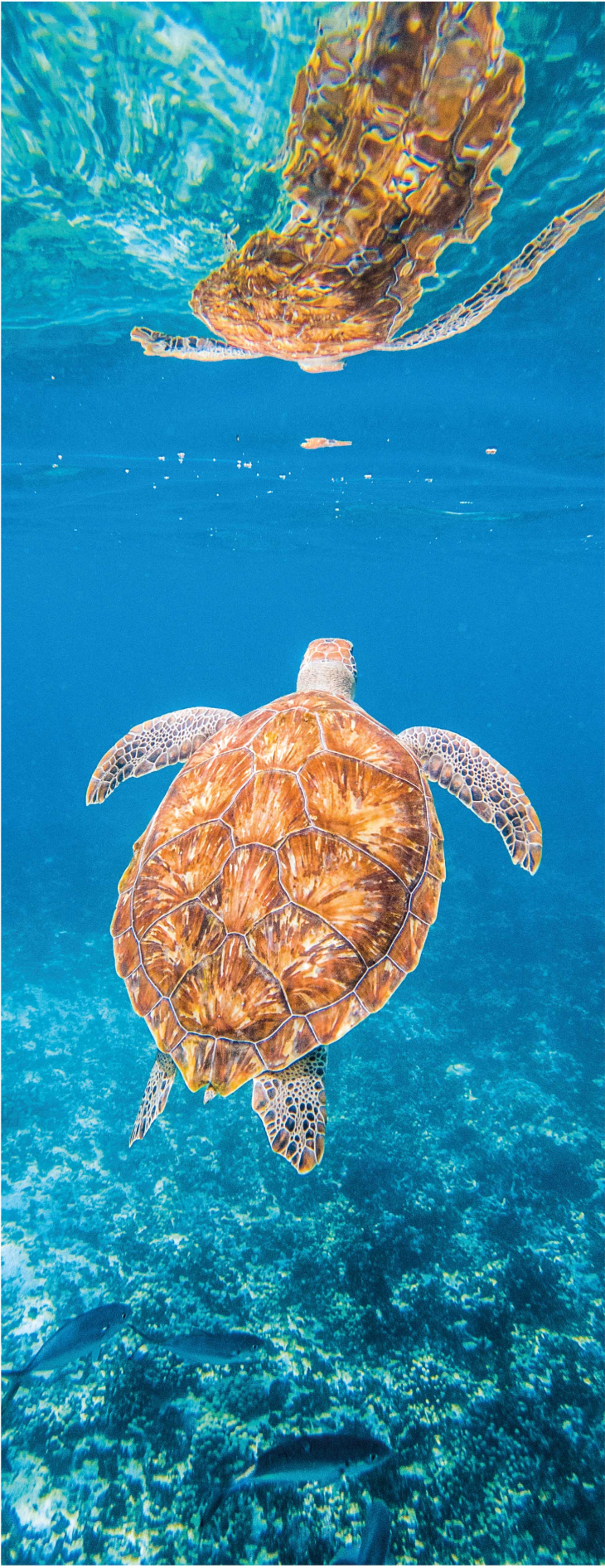 Bathroom vinyl rug with beautiful turtle underwater - TenStickers