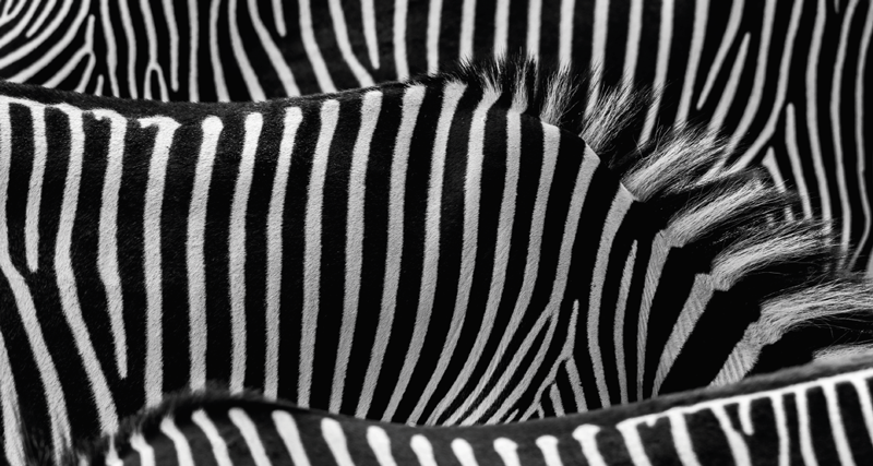 Zebra skin animal print vinyl rug - TenStickers